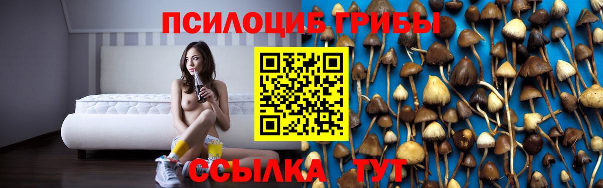 где найти наркотики  Псилоцибиновые грибы ЛСД  Вход с VPN  Гурьевск 